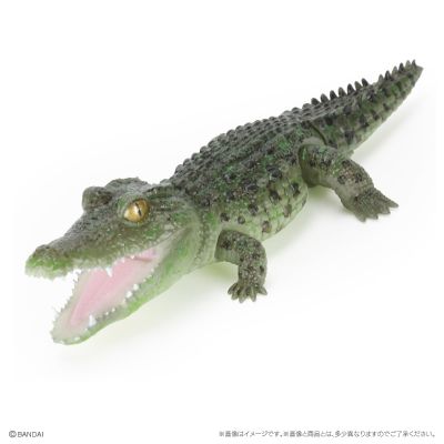 爬行生物大图鉴 鳄鱼