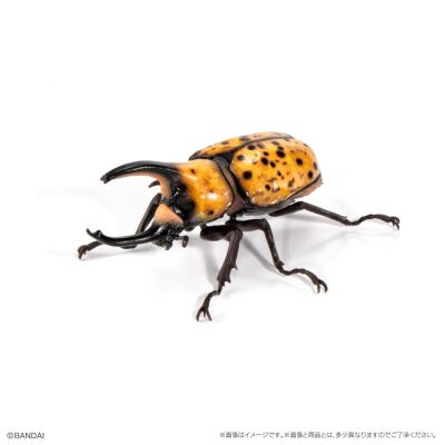 生物大图鉴 甲虫 8