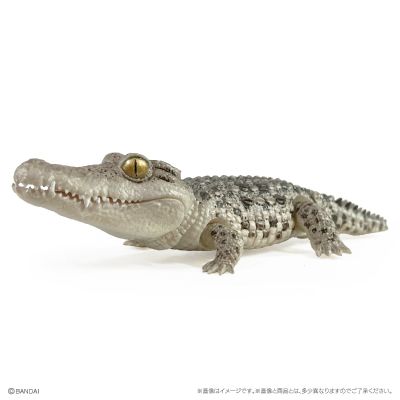 爬行生物大图鉴 鳄鱼