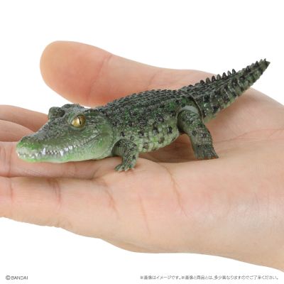 爬行生物大图鉴 鳄鱼