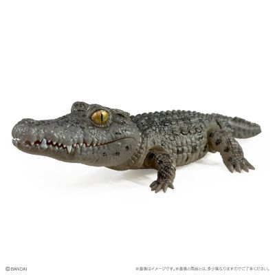 爬行生物大图鉴 鳄鱼