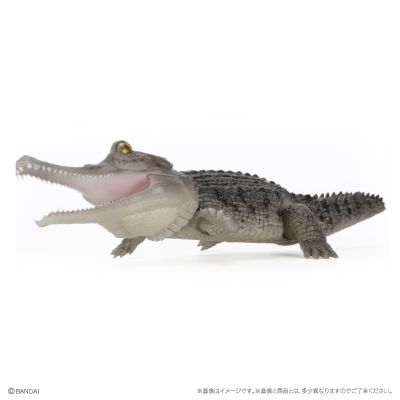 爬行生物大图鉴 鳄鱼