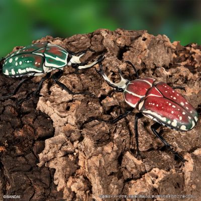 生物大图鉴 甲虫 8