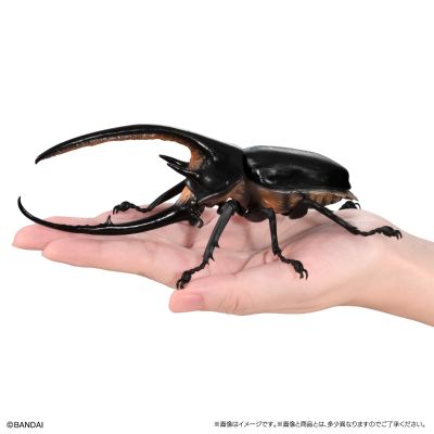 生物大图鉴 甲虫 8