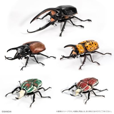 生物大图鉴 甲虫 8