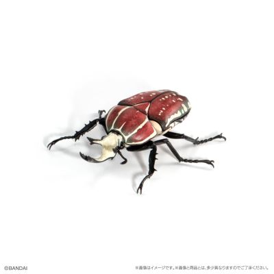 生物大图鉴 甲虫 8