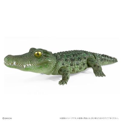 爬行生物大图鉴 鳄鱼