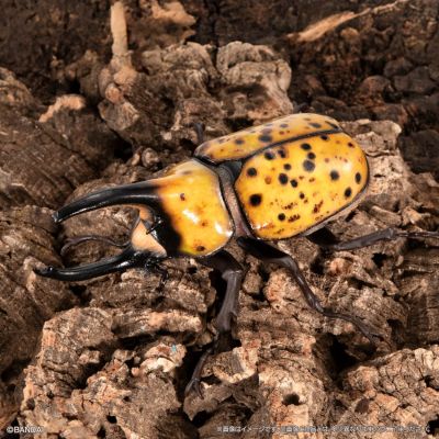 生物大图鉴 甲虫 8
