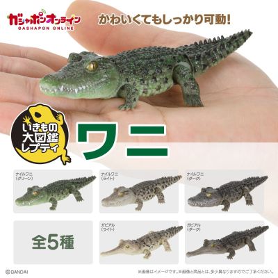 爬行生物大图鉴 鳄鱼