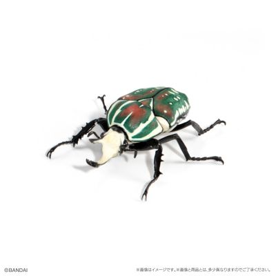 生物大图鉴 甲虫 8