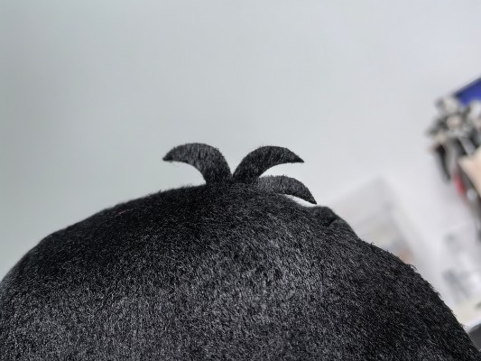 东方布偶系列 82 东方Project 封兽鵺 毛绒绒鵺