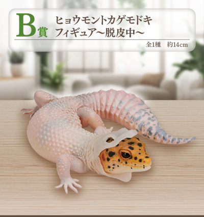 一番赏 爬行动物和两栖动物 ～小小的伙伴～ B奖 豹纹守宫玩偶 ~蜕皮中~