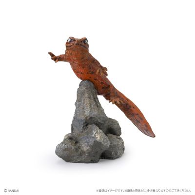 生物大图鉴 迷你系列 两栖类02