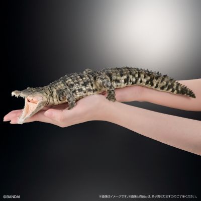 终极生物大图鉴 尼罗鳄（浅色）