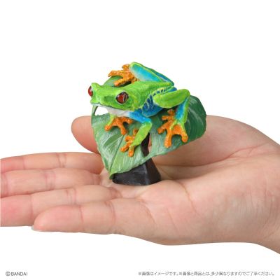 生物大图鉴 迷你系列 两栖类02