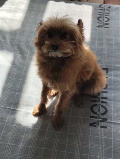 Son Goku FES!! Stage 7  龙珠 孙悟空 