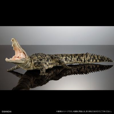 终极生物大图鉴 尼罗鳄（浅色）