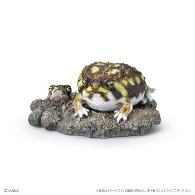 生物大图鉴 迷你系列 两栖类02