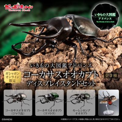 进化生物大图鉴 南洋大兜虫 展示架套装