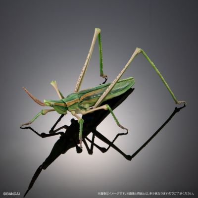 进化生物大图鉴 枯叶螳螂 与 中华剑角蝗 展示架套装