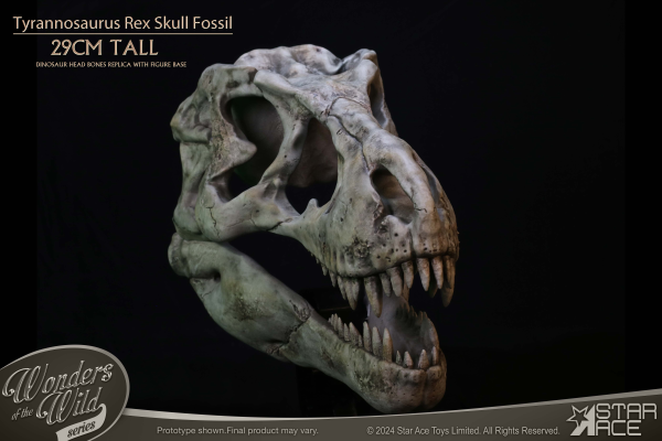 霸王龙 头骨化石 收藏品