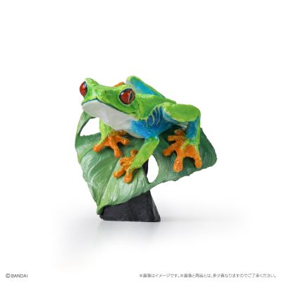 生物大图鉴 迷你系列 两栖类02