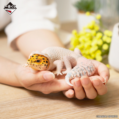 一番赏 爬行动物和两栖动物 ～小小的伙伴～ B奖 豹纹守宫玩偶 ~蜕皮中~