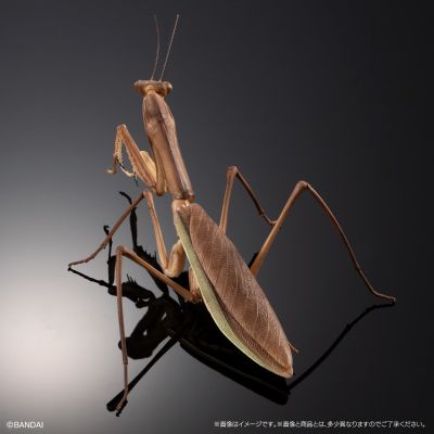 进化生物大图鉴 枯叶螳螂 与 中华剑角蝗 展示架套装