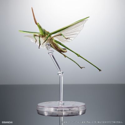 进化生物大图鉴 枯叶螳螂 与 中华剑角蝗 展示架套装