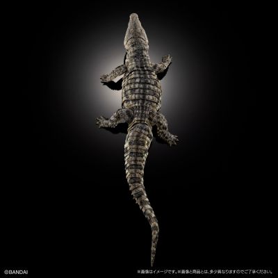 终极生物大图鉴 尼罗鳄（浅色）