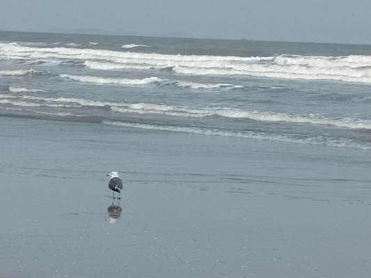 Angel Beats!  AFG人偶 立华奏