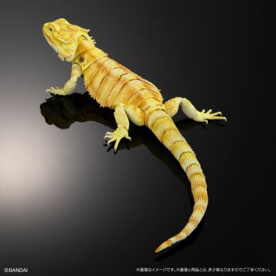 高级生物大图鉴 鬃狮蜥（黄色）