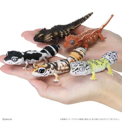 爬行生物大图鉴 精选版