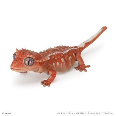 爬行生物大图鉴 精选版