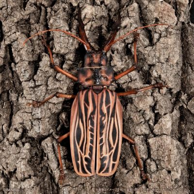 进化生物大图鉴 长牙大天牛 + 虎甲虫 展示架套装