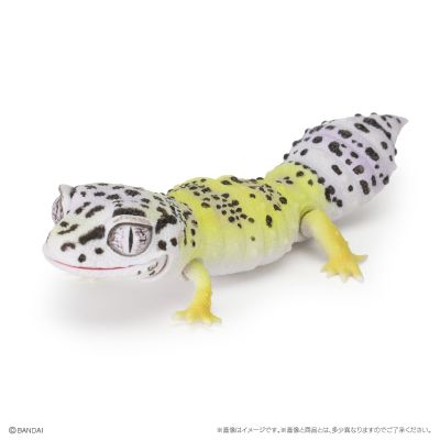 爬行生物大图鉴 精选版