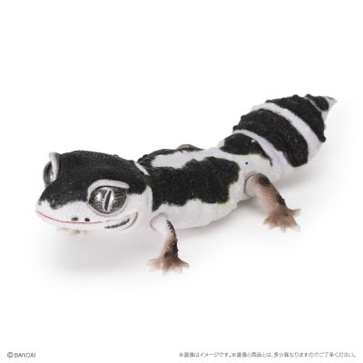 爬行生物大图鉴 精选版