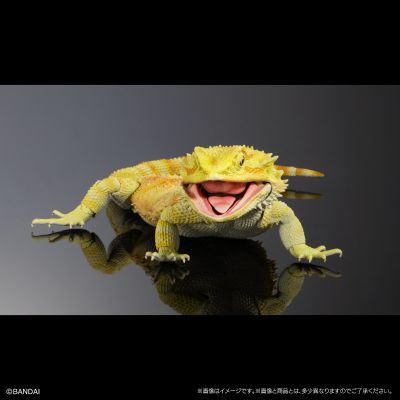 高级生物大图鉴 鬃狮蜥（黄色）