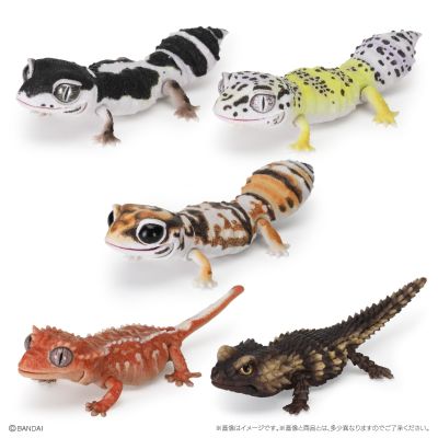 爬行生物大图鉴 精选版