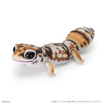 爬行生物大图鉴 精选版