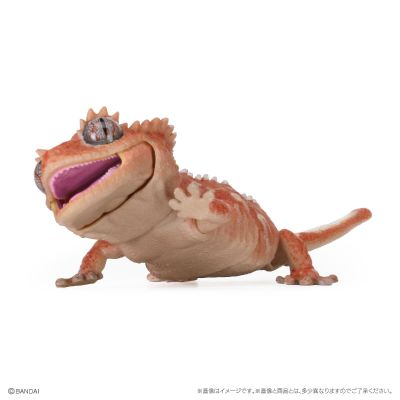 爬行生物大图鉴 精选版