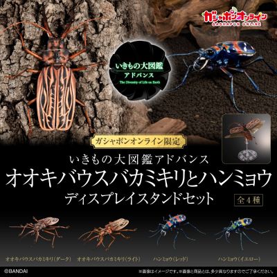 进化生物大图鉴 长牙大天牛 + 虎甲虫 展示架套装
