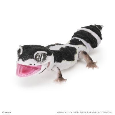 爬行生物大图鉴 精选版