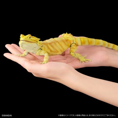 高级生物大图鉴 鬃狮蜥（黄色）