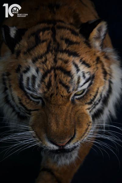 东北虎 1/1博物馆级复制品