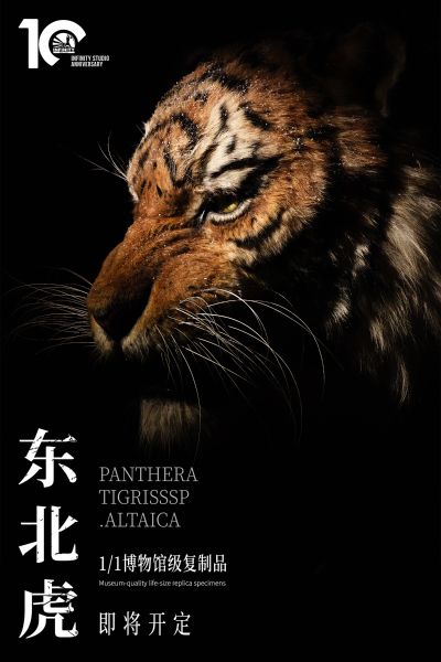 东北虎 1/1博物馆级复制品