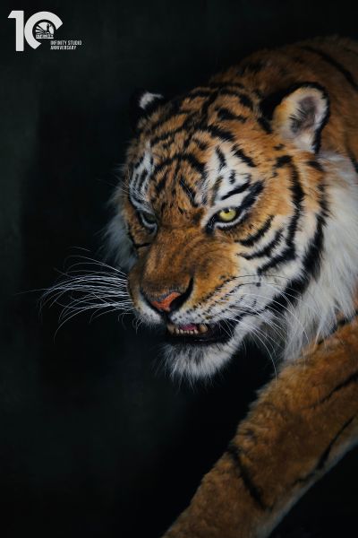 东北虎 1/1博物馆级复制品