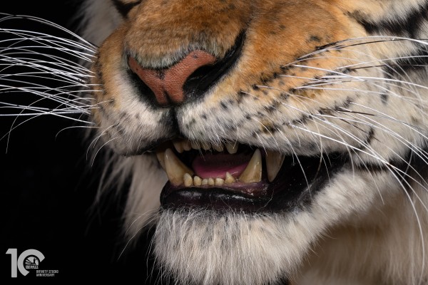 东北虎 1/1博物馆级复制品