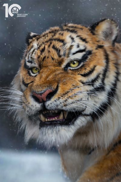 东北虎 1/1博物馆级复制品