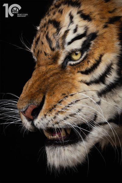 东北虎 1/1博物馆级复制品